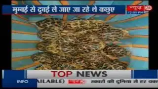 AIU officers seize 199 Indian Star tortoises, Black Pond turtles at Mumbai airport