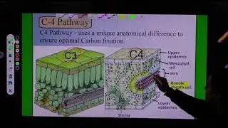 PHOTOSYNTHESIS IN HIGHER PLANT | KRANZ ANATOMY | CLASS 11TH | BY DR KARAN VARDHANI