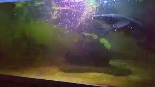 Monster feeding - Rohan Fish House