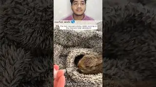 resque a rabbit 🥰#ytshorts #pet