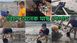বিলে গিয়ে অনেক মাছ পেলাম | Village Fishing in Beel #villagelife #fishing #fishingvideo #বাঘারবউ