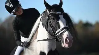 Barock Pinto Stallion Emiel BP57