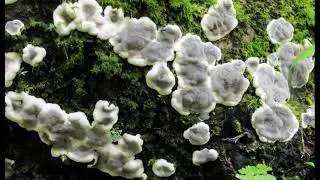 Kretzschmaria deusta