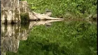 Primal Instinct - Spirit Within