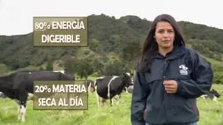Alimentación de bovinos con papa | La Finca de Hoy