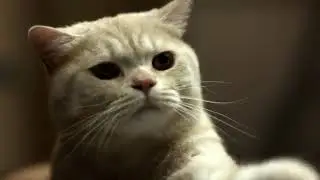 Purina Fancy Feast - Australia Television Commercial - Thursday 1st November 2012