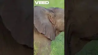 Haathi Ka Birthday Party &ndash; Jungle Mein Zabardast Masti!