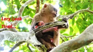 Poor Mother Lory Look Very Tired and Tries Warming Baby on High Tree