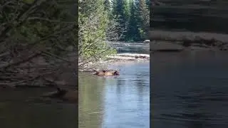 Mom and her cubs crossing by the boat dock at Jenny Lake.