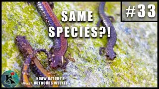 Полиморфизм красноспинной саламандры (Plethodon cinereus) | ЗНАТЬ #33