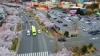 Cherry Blossom Relaxation 🌸 Peaceful Spring Nature for Stress Relief, Sleep & Meditation
