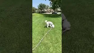 Standard Poodle & Giant Stick #poodle #shorts #stick #fetch