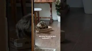 Cat chews box, cats, funny cat videos, funny cats