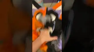Day 572 of Baldie #furry #fursuit #antizoo #fyp #therian #silly