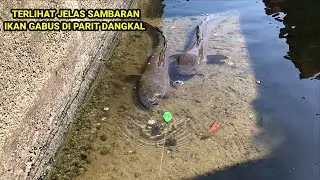 Mancing Ikan Gabus Besar Di Parit Kecil Dangkal Straike Bertubi Tubi