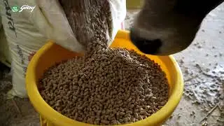ACI Godrej Meatmore Cattle Feed | Real Farm Experience