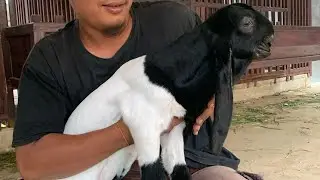 Mini goats play in my yard at night