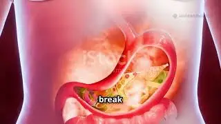The Digestive System - Turning Food into Energy 🍽️🦠💪#digestion #digestivesystem #digestivehealth