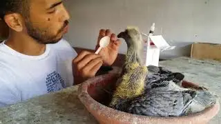 طريقة استعمال دواء التريكوموناس(فلاجيل)