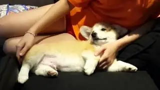 Baby Corgi Zeus - CUTE CORGI PUPPY