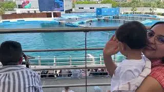 Dolphin show Valencia | Oceanography | DolphinShow