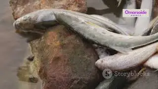 What Does the Ocean&rsquo;s Changing Color Mean?
