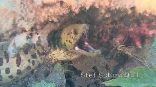 Lembehstreet #Fimbrated Moray Eel #Gelbkopf Mur&auml;ne #