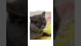 Pets 🐾💫: #AnimalLovers, #PetEntertainment, #PetLaughs, #PetsInAction