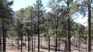 6284 North Sanderson Pass Rd, Parks, AZ 86018