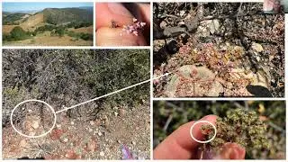 Rare Plants in Harsh Environments: Serpentine Endemism in San Luis Obispo County