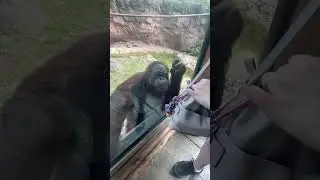 Невероятно умный орангутан просит посетителя поделиться мармеладками