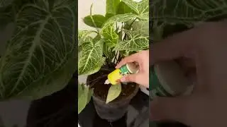 Plant Boost Liquid