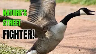 What Happens When a CANADA GOOSE Attacks