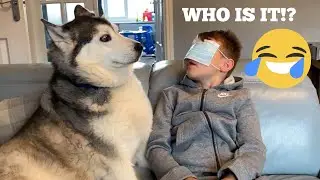 Will My Kids Spot The Difference Between Our Huskies Blindfolded Challenge!! [BEST REACTIONS EVERR!]
