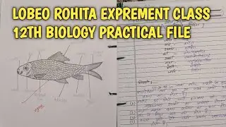 Lobeo rohita Experiment Class 12th Biology Practical File Kaise banaye #upboardexam2026