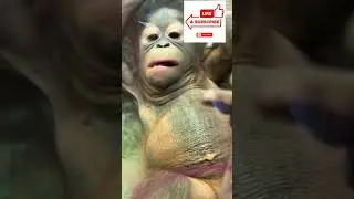 I love all primates but MAN&hellip; I&rsquo;m not sure there are many things more adorable than a baby orangutan!