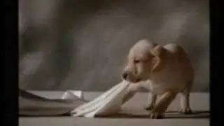 The Scottex Labrador Puppy