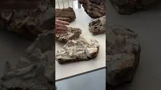 What big teeth you have!