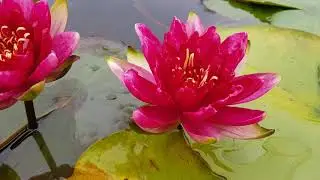 Нимфея Red Paradise (Nymphaea Red Paradise)