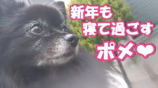 【マウンティングは無し】寝ながら正月を過ごすポメラニアン親子