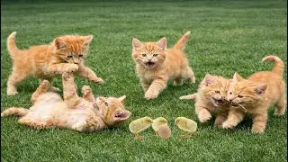 🌸🐾 Adorable Kittens Playing on Green Grass | Cute Cat Sounds | Lovely Cat Moments