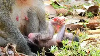 MIRA JUST BORN TODAY _ WHY MARIA LESS CARE ON NEWBORN MIRA? SO PITY NEWBORN BABY MONKEY MIRA.