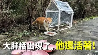 被扔在寺院的貓（後續）