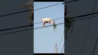 BALANCING GOAT#🐐