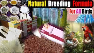 Natural Breeding Formula for All Birds | Natural Breeding Seed Mix |#birds #breeding #nawazbirds