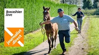 Jaarmarkt Lochristi met Belgisch trekpaarden, BWP en kleinvee - journalist.direct Dirk De Seranno