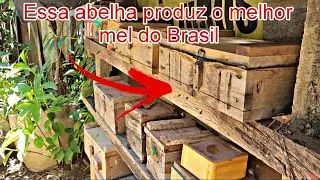MENOR MELIPONA do BRASIL-Conheça essa linda Abelha sem ferrão #abelhas