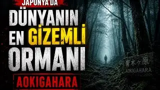 İntihar Ormanı | Aokigahara: Fuji&rsquo;nin Eteklerindeki Sessizlik