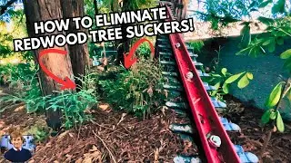 💥HOW TO  CUT DOWN REDWOOD TREE SUCKERS FAST! #redwoods #pruning #howto
