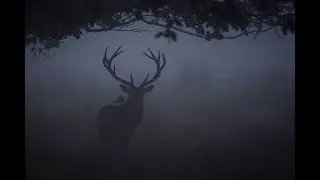 Paul Kingsnorth, Dead Deer, and Fog